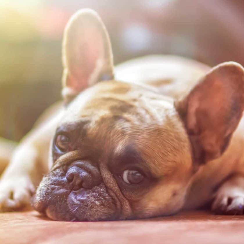 Why do Dogs Dig Holes and Lay in Them When They are Sick?